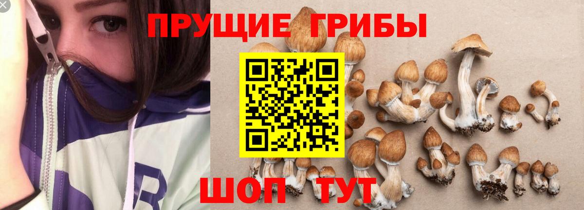 Галлюциногенные грибы Psilocybine cubensis Набережные Челны